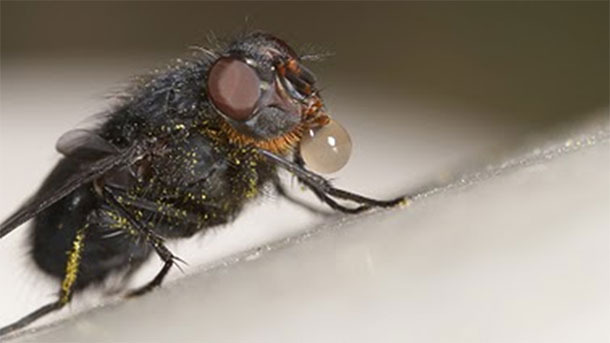 La mosca getta la saliva sul cibo per scioglierlo e poi lo succhia con la proboscide.
