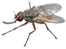 Mosca domestica minore