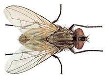 Mosca domestica