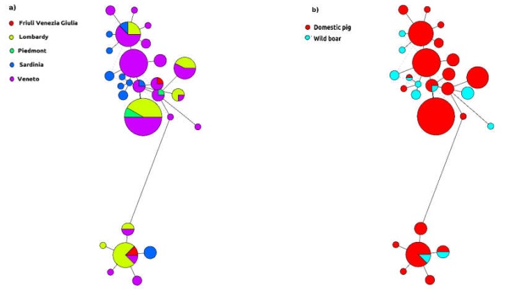 Figura 3: Rete aplotipica del circovirus suino italiano 2 (PCV-2). La circonferenza &egrave; proporzionale al numero progressivo, mentre la distribuzione geografica (a) e l&#39;ospite di raccolta (b) sono rappresentati con colori diversi. Per ragioni grafiche, sono stati inclusi solo gli aplotipi comprendenti pi&ugrave; di 2 ceppi.
