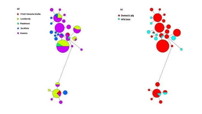 Figura 3: Rete aplotipica del circovirus suino italiano 2 (PCV-2). La circonferenza è proporzionale al numero progressivo, mentre la distribuzione geografica (a) e l'ospite di raccolta (b) sono rappresentati con colori diversi. Per ragioni grafiche, sono stati inclusi solo gli aplotipi comprendenti più di 2 ceppi.