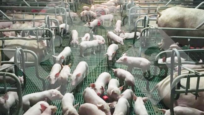 Figura 1. Un gruppo di suinetti socializzati in sala&nbsp;parto.
