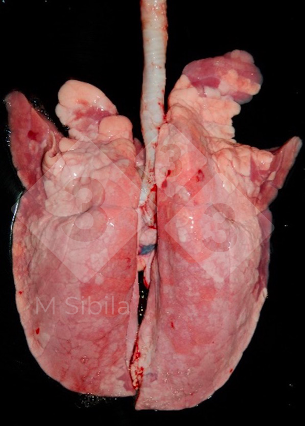 Figura 1. Vista dorsale di un polmone che mostra lesioni da consolidamento polmonare cranioventrale (CPVC) causate da M. hyopneumoniae.
