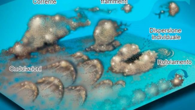 Figura 7. I batteri del biofilm possono mobilitarsi in molti modi: collettivamente o in increspature, rotolando sulla superficie o staccati in gruppi o individualmente, disperdendosi nella corrente. Fonte: Center for Biofilm Engineering, Montana State University