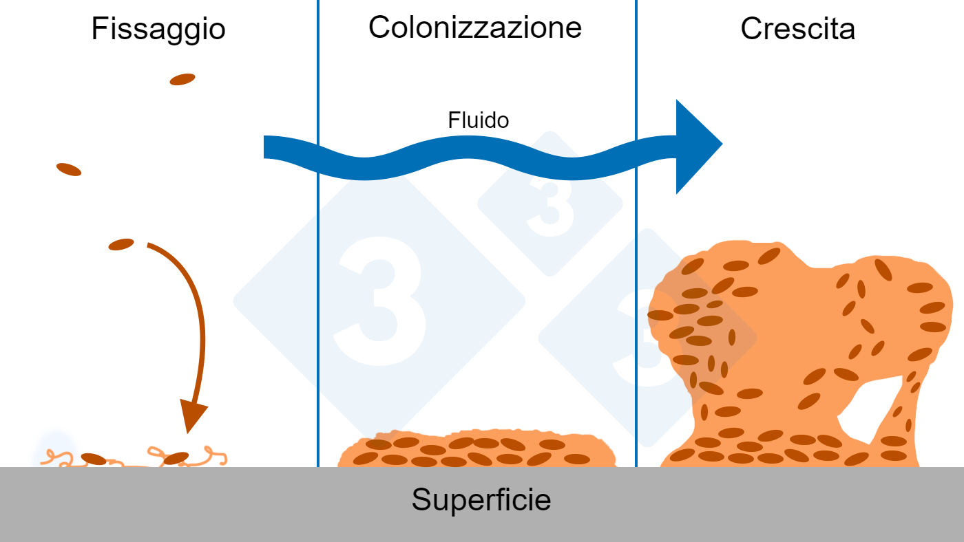 Tre fasi della formazione del biofilm: fissaggio, colonizzazione e crescita di strutture complesse del biofilm