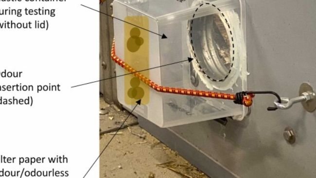 Fig. 3. Illustrazione del posizionamento del contenitore di plastica durante il test. Il contenitore di plastica, contenente un controllo dell'odore o dell'inodore, è stato posto senza coperchio sul punto di inserimento dell'odore (cerchio nero tratteggiato), coprendo l'intero foro. La carta da filtro contenente l'odore o il campione inodore è stata attaccata al fondo del contenitore di plastica (segni marroni all'interno del contenitore di plastica). Questa disposizione assicurava che il campione fosse posizionato davanti al muso del suino mentre il suino annusava all'interno del punto di inserimento degli odori, in quanto il suino non poteva toccare fisicamente il campione per evitare di mescolare gusto e olfatto.