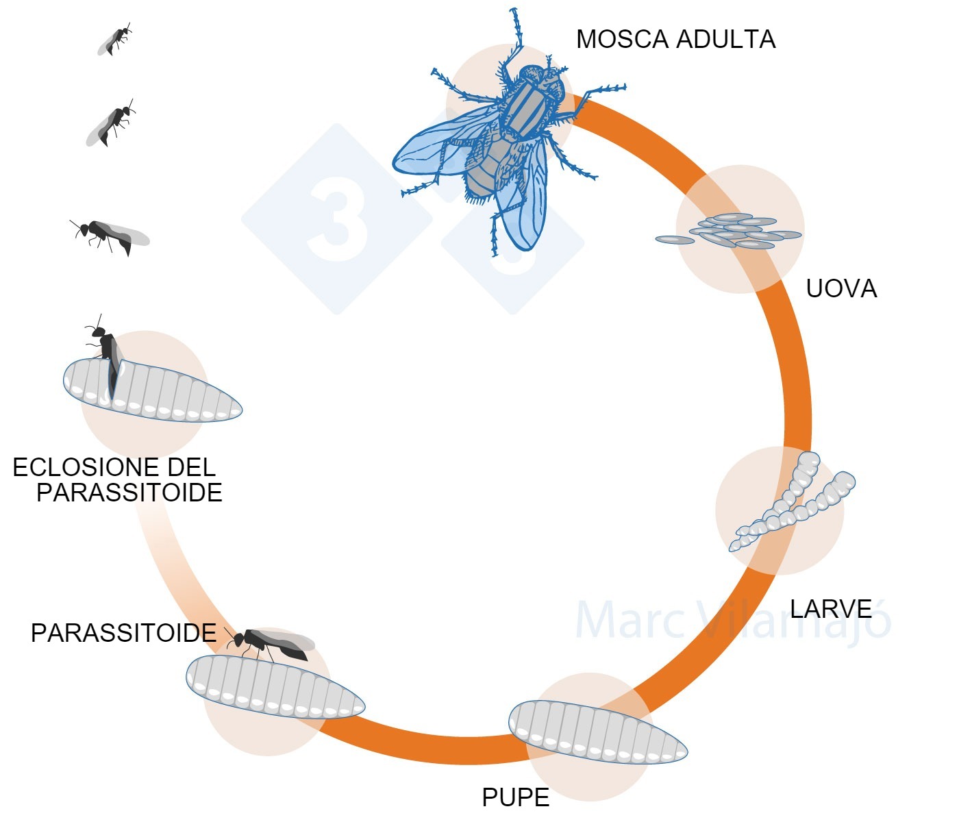 Figura 3. Ciclo biologico della mosca interrotto dall'azione di un parassitoide.