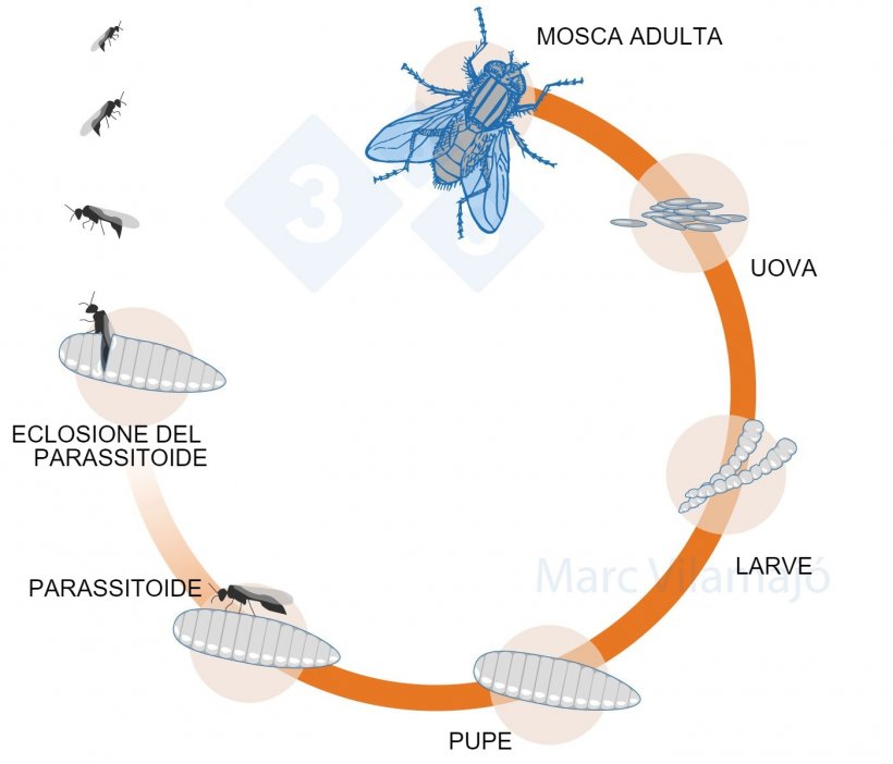 Figura 3. Ciclo biologico della mosca interrotto dall&#39;azione di un parassitoide.
