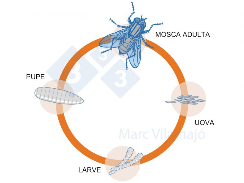 Figura 1. Ciclo biologico delle mosche.
