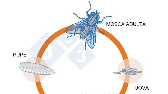 Figura 1. Ciclo biologico delle mosche.
