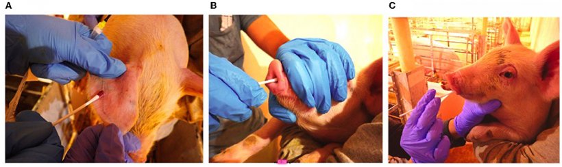 Figure 1. Tampone sangue della vena auricolare (A), Tampone Nasale (B), Swab orale (C) Oral swab.