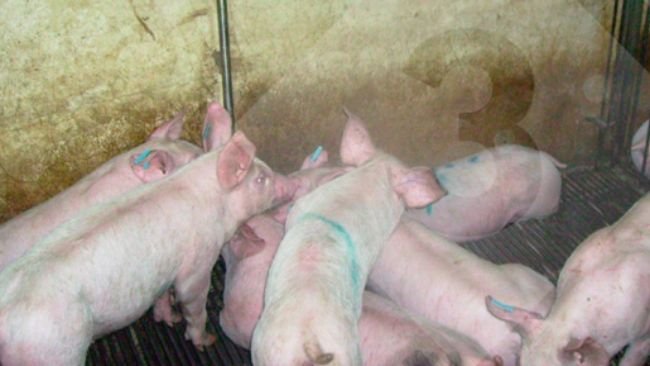 Figura 3. Una gestione impropria dell'abbeveratoio ha un impatto negativo sui costi operativi e sull'ambiente.