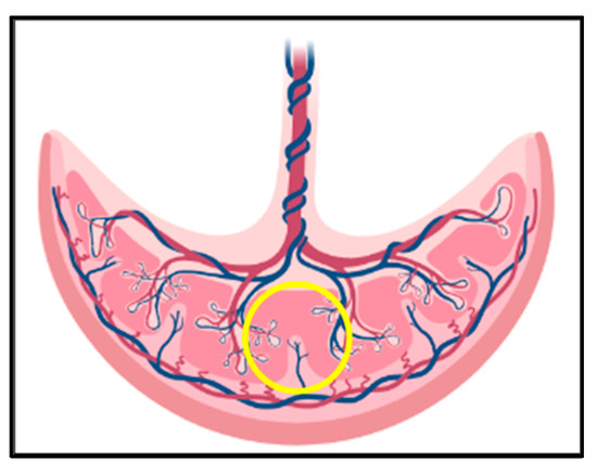Figura 2. Posizione del campionamento della placenta. Il circolo giallo rappresenta la regione usata per il prelievo della placenta delle scrofe dell allevamento 2.