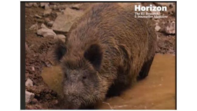 Horizion : vaccinazioni cinghiali