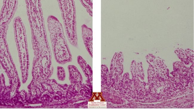 Atrofia dei villi causata dal rotavirus. Foto delle malattie dei suini di Perle Zhitnitskiy, DVM, MSpVM. Fonte: Dr. Carlos Pijoan https://creativecommons.org/licenses/by-nc/4.0/