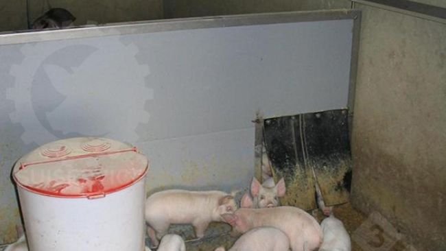 Al di là del nido, sempre nell’area interna del box, una mangiatoia circolare con a disposizione il mangime secco e le vaschette per l’acqua di bevanda.