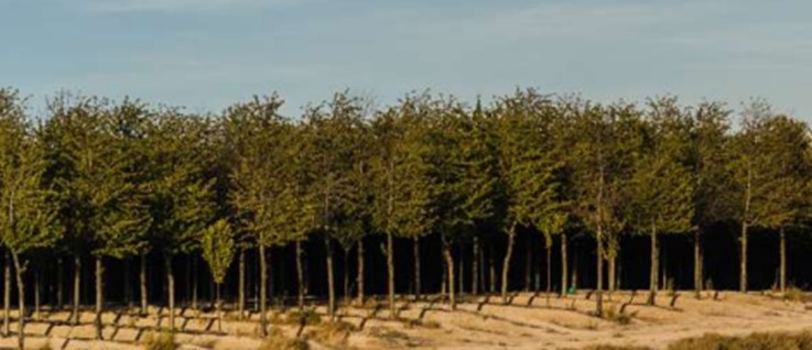 Piantagione di alberi nobili nel mezzo del deserto del Monegros.
