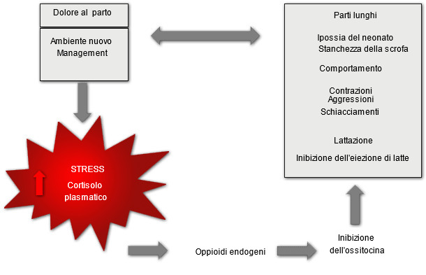 Stress e dolore provocati dal parto