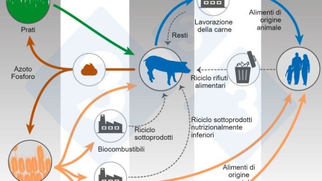 Nutrizione animale e One Health. Modificato a partire da Shurson e Urriola 2022.