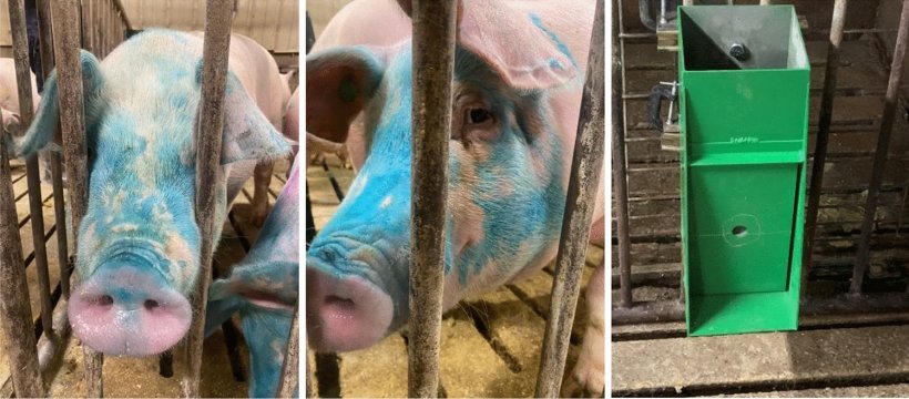 Esempio di suini di 4 mesi autovaccinati utilizzando un dispositivo EE e un'immagine del dispositivo spruzzatore. Notare che il colorante blu viene aggiunto al vaccino per identificare che il suino è stato esposto al vaccino. Si noti inoltre che il dispositivo EE ha somministrato il vaccino alle mucose nasali, orali e oculari di ciascun suino. Quando si preme sulla metà inferiore del pannello frontale, scatta un grilletto e vengono erogati 4 ml. Il dispositivo EE in questa forma non richiede alimentazione o impianto idraulico esterno. Un video del funzionamento dello spruzzatore è fornito nei materiali supplementari.