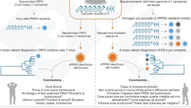 Figura 1. Illustrazione di un esempio dell'attuale approccio abituale per determinare la variante del vPRRS all'interno di un allevamento (pannello di sinistra) e la nostra proposta di valutazione per determinare la variabilità del vPRRS residente (pannello di destra).