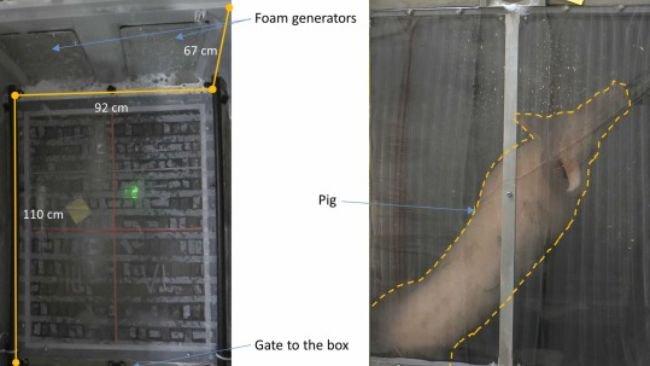 Fig. 1. L'ambiente chiuso con schiuma. A: Vista dell'ambiente chiuso dall'alto con il tetto rimosso. Sono mostrati il pavimento trasparente e il nastro antiscivolo trasparente. Il nastro rosso che divide il pavimento 
in quattro sezioni è evidenziato in questa foto. Sono mostrati i generatori di schiuma e lungo il pavimento è illustrato il sistema di impulso del getto di gas (tubi neri). B: Vista dall'alto della scatola in schiuma con un suino all'interno e la copertura chiusa. Il suino è evidenziato dalla linea tratteggiata arancione. I generatori di schiuma sono nella parte superiore dell'immagine (dalla testa del suino) e il cancello è sul retro (dietro la parte posteriore del maiale), come in A.