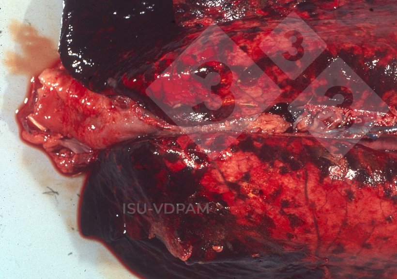 Figura 1: tipiche lesioni polmonari necroemorragiche associate alla caratteristica infezione da APP. Fonte: ISU-VDPAM.

