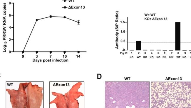 Fig. 2. I suini modificati ΔExon13 sono resistenti all'infezione da PRRSV-2. (A) Viremia durante la sfida con l'isolato PRRSV-2 NVSL. I campioni di siero sono stati raccolti ai giorni 0, 3, 7, 10 e 14 dpi (giorni post-infezione) e l'RNA virale è stato isolato e quantificato mediante RT-PCR (PCR in tempo reale). I risultati vengono visualizzati come log10 copie per reazione. PESO (N = 2); ΔEsone13 (N = 8). I dati sono espressi come medie ± DS. (B) Risposta anticorpale al PRRSV-2 durante la sfida. I campioni di siero sono stati analizzati per la presenza di anticorpi PRRSV utilizzando il test Idexx PRRSV X3 ELISA a 14 dpi. Un valore