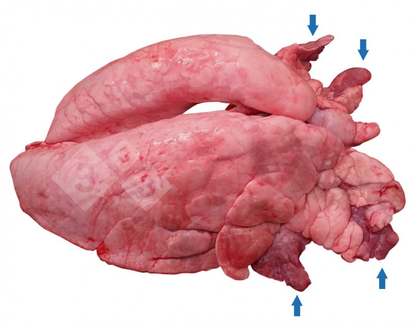 Figura 1.&nbsp;Figura 1. Consolidamento polmonare cranioventrale (CVPC) nei suini
