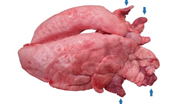 Figura 1. Figura 1. Consolidamento polmonare cranioventrale (CVPC) nei suini