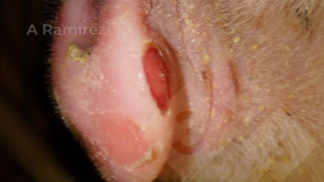 Figura 1. Hocico de cerdo que muestra lesiones cl&aacute;sicas asociadas a enfermedad vesicular, incluida la fiebre aftosa. En este caso las dos ves&iacute;culas se han roto.
