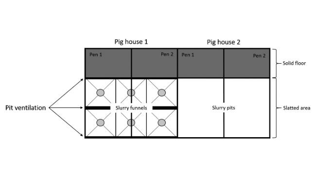 Fig. 1. Disegno schematico di allevamenti sperimentali utilizzati per studiare l'effetto di un sistema ad imbuto per liquame con ventilazione parziale integrata della fossa (reparto 1) rispetto ad un controllo (reparto 2) con una fossa per liquame sotto l'area fessurata.