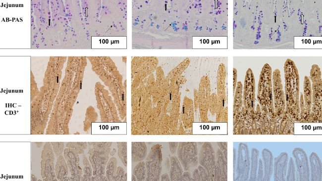 Fig.1 Effetti acuti e persistenti dell'integrazione orale di glutammina sulla crescita, sulla proliferazione cellulare e sull'abbondante trascrizione delle proteine a giunzione stretta