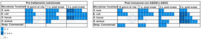 Tabella 2. Numero di campioni positivi alla coltura prima e dopo l&#39;incorporazione di ACGM e SCFA.
