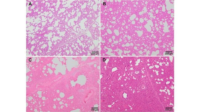 Figura 3. Immagini microscopiche del punteggio rappresentativo della polmonite interstiziale nei suini infetti da PRRSV-1. (A) Punteggio 1, polmonite interstiziale lieve. Lieve ispessimento dei setti alveolari a causa della minima infiltrazione di macrofagi e linfociti nel tessuto polmonare di un suinetto infetto dal ceppo 3249. (B) Punteggio 2, polmonite interstiziale moderata. Ispessimento delle pareti alveolari dovuto a moderata infiltrazione di macrofagi e linfociti nel tessuto polmonare di un suinetto infetto dal ceppo virulento Lena. (C) Punteggio 3, polmonite interstiziale diffusa moderata. Infiltrazione di macrofagi e linfociti sparsi nel tessuto polmonare di un suinetto infetto dal ceppo virulento Lena. (D) Punteggio 4, grave polmonite interstiziale diffusa nel tessuto polmonare di un suinetto infetto dal ceppo virulento Lena.