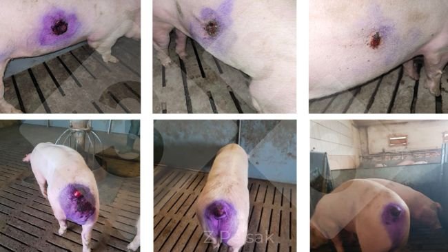 Figura 3. Evoluzione e risultato del trattamento delle ferite cutanee causate dal cannibalismo con nanoparticelle d'argento.