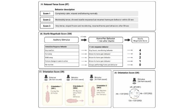 Fig. 2. (A) Il punteggio RT è stato utilizzato per valutare il grado di rilassamento comportamentale sottostante dei suini prima del test. Uno stato più teso era indicato da un numero maggiore. (B) Per determinare la SM di un suino, sono stati utilizzati due fattori: 1) esaminare la risposta immediata allo stimolo di spavento sonoro; e 2) osservare se il maiale è tornato al comportamento normale nel box entro 1 minuto oppure no. Quando un maiale non esprimeva alcuna reazione immediatamente dopo lo stimolo, gli veniva assegnato un punteggio SM pari a 0. I suini a cui erano stati assegnati punteggi SM da 1 a 3 mostravano risposte allo stimolo come descritto sopra e, in particolare, tornavano al comportamento normale entro 1 minuto. Indipendentemente da qualsiasi risposta iniziale, al suino veniva assegnato un punteggio di 4