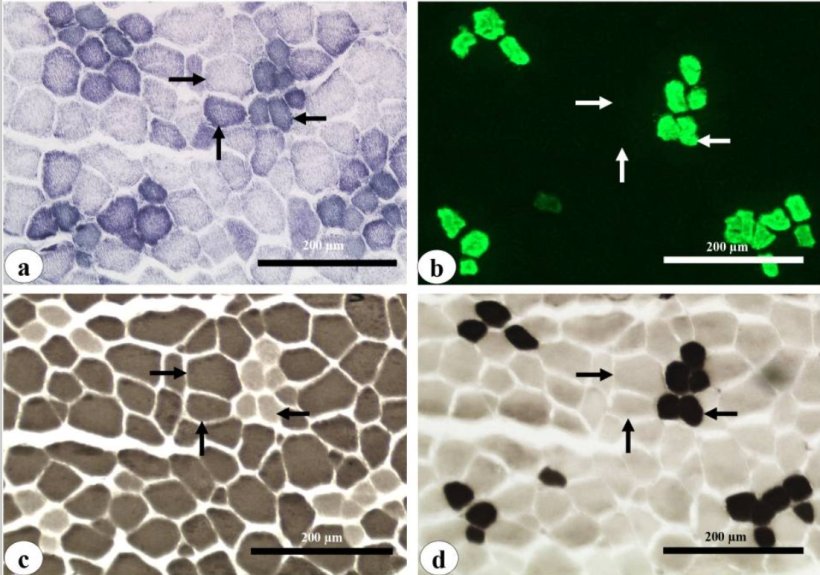 IG. 2 Istochimica e immunoistochimica delle fibre muscolari tipizzate in sezioni seriali muscolari di longissimus thoracis di suino.
(a) Colorazione con nicotinammide adenina dinucleotide deidrogenasi-tetrazolio reduttasi (NADH-TR); (b) immunoistochimica con anticorpo primario S58 e anticorpo secondario Alexa fluor488 per la catena pesante della miosina di tipo I; (c) colorazione miofibrillare dell'adenosina trifosfatasi (mATPasi) dopo pre-incubazione alcalina (pH 10,5) e (d) dopo pre-incubazione acida (pH 4,3). Sono stati identificati tre tipi di fibre muscolari: glicolitica a contrazione rapida (IIB), glicolitica ossidativa a contrazione rapida (IIA) e ossidativa a contrazione lenta (tipo I) indicate rispettivamente dalla freccia destra, freccia su e freccia sinistra. Barre=200 μm. NADH-TR, nicotinammide adenina dinucleotide deidrogenasi-tetrazolio reduttasi.