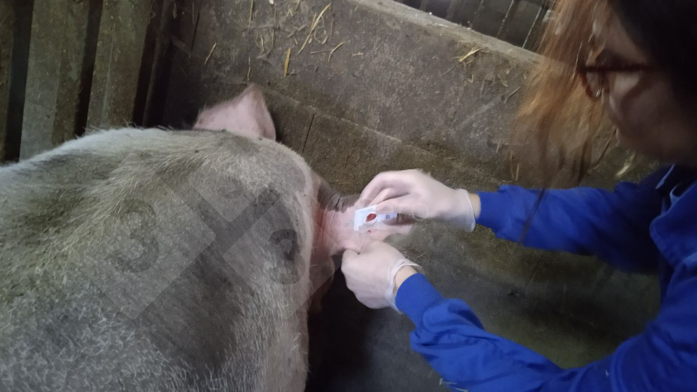 Campionamento di un verro con card FTA