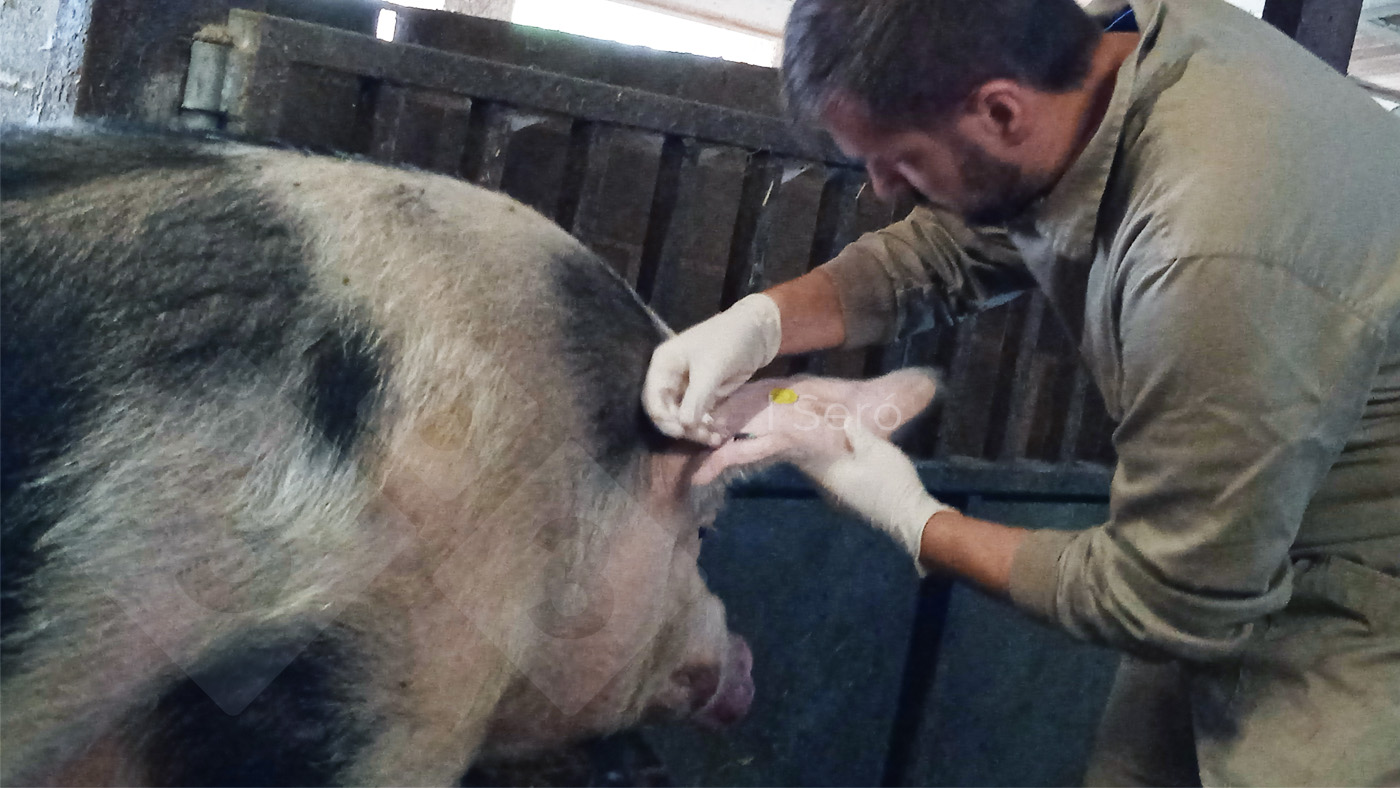 Prelievo dalla vena auricolare di un verro