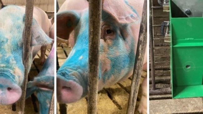 Figura 1 Esempio di suini di 4 mesi autovaccinati utilizzando un dispositivo EE e un'immagine del dispositivo spruzzatore. Notare che il colorante blu viene aggiunto al vaccino per identificare che il suino è stato esposto al vaccino. Si noti inoltre che il dispositivo EE ha somministrato il vaccino alle mucose nasali, orali e oculari di ciascun suino. Quando un suino preme sulla metà inferiore del pannello frontale, viene premuto un grilletto e vengono erogati 4 ml di soluzione. Il dispositivo EE in questa forma non richiede alimentazione o impianto idraulico esterno. Un video del funzionamento dello spruzzatore è fornito nei materiali supplementari.