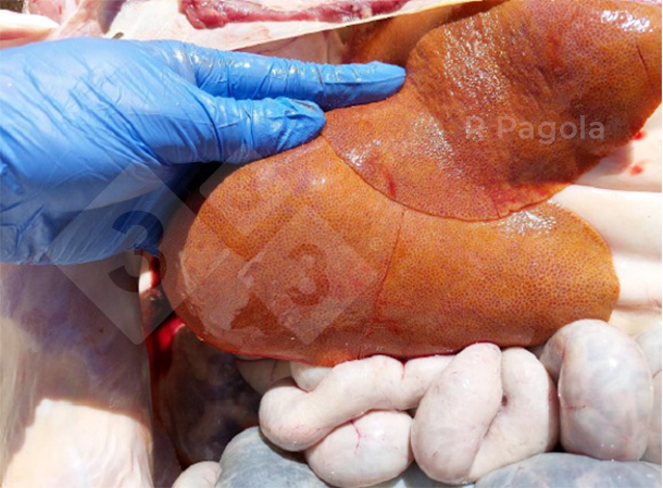 Fotografia 2. Aspetto di un fegato all&#39;esame necroscopico di un suino colpito.

