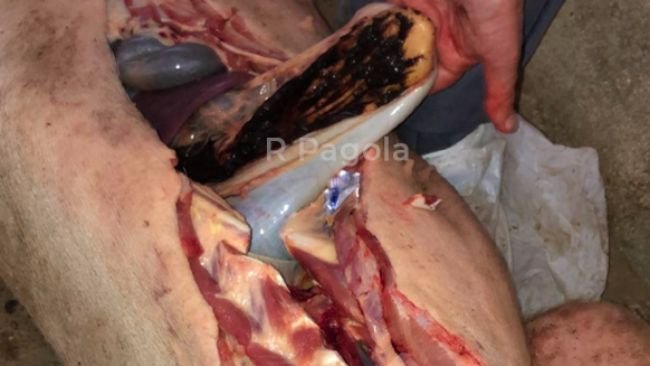 Fotografia 3. Ulcera gastrica emorragica di un suino colpito.
