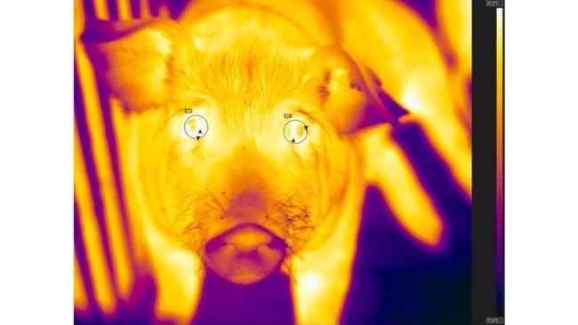 Fig. 3. Termogramma della vista frontale del muso del maiale che mostra la regione oculare. Da ciascun suino selezionato è stata scattata una sequenza di termogrammi di 5 secondi a 30 fotogrammi/s, ottenendo 150 fotogrammi, a circa -10 minuti, -5 minuti e +10 minuti rispetto al momento in cui lo sperimentatore è uscito dal recinto nel contesto positivo (vale a dire, paglia fresca disponibile) e il contesto negativo (vale a dire, nessuna paglia consegnata). Le regioni di ciascun occhio sono state delineate da ellissoidi dal software di analisi, posizionati in modo che la caruncola lacrimale fosse all'interno di ciascun ellissoide. Il pixel con la temperatura più alta, indicato dai triangoli rossi, è stato utilizzato come misura IRT e il punto dati è stato calcolato come la media degli occhi.