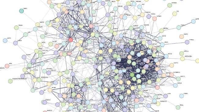 Figura 5. Associazioni proteina-proteina di 330 proteine ovariche alterate in HS rispetto a scrofette PF rappresentate come una rete web mediante analisi STRING GO. I nodi della rete rappresentano le proteine, con nodi colorati che indicano il primo anello di interazione e nodi bianchi che indicano il secondo anello di interazione. I nodi vuoti illustrano proteine con struttura 3D sconosciuta e nodi pieni rappresentano una struttura 3D nota o prevista. I bordi rappresentano associazioni proteina-proteina tra nodi e illustrano proteine con una funzione condivisa. Bordi azzurri = interazioni note curate da database, bordi rosa chiaro = interazioni note determinate sperimentalmente, bordi verdi = interazioni previste dal prossimità genica, bordi arancioni = interazioni previste con fusioni geniche e bordi blu navy = interazioni previste con co-occorrenza genica. P ≤ 0,05.