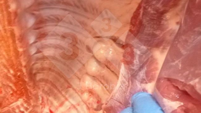 Figura 1. Esostosi ossea nelle costole di un suino macellato