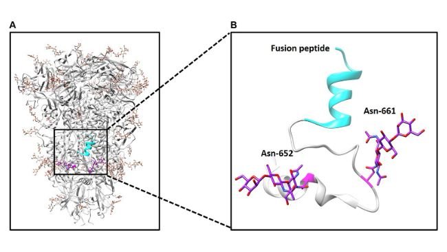 Figura 1. Struttura della proteina spike PDCoV. (A) Sono illustrati la struttura del trimero di punta e dei glicani N-legati in superficie. (B) Sono stati illustrati glicani N-legati nelle posizioni 652 e 661 e il peptide di fusione.