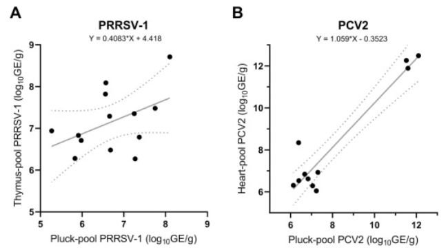 Fig. 1. Grafico a dispersione di (A) campioni positivi al virus della sindrome riproduttiva e respiratoria suina 1 (PRRSV-1) e (B) al circovirus suino di tipo 2 (PCV2). Le cariche virali nei singoli pool di organi (timo per PRRSV-1, cuore per PCV2) sono presentate sul rispettivo asse Y, mentre le cariche virali dei pool di raccolta rivalutati sono rappresentate sull'asse X. La linea grigia continua è stata calcolata utilizzando la regressione lineare semplice, con l'equazione corrispondente fornita nella figura. Le linee tratteggiate illustrano le barre di errore. La semplice equazione di regressione lineare e le barre di errore sono state calcolate con GraphPad Prism 9.0.0 per Windows (software GraphPad).
