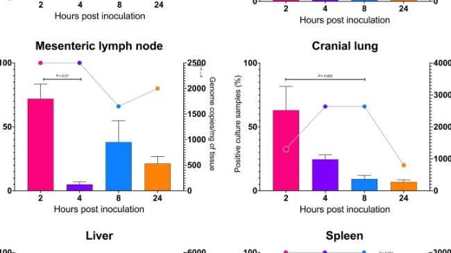 Fig. 2. – Andamenti temporali nelle prime 24 ore dopo l'inoculazione di suini S. equi subsp. zooepidemicus. Linee e cerchi indicano la percentuale di campioni (suini) positivi per S. equi subsp. zooepidemicus mediante coltura batterica. Le barre rappresentano il numero medio di copie del genoma patogeno per mg di tessuto, i baffi indicano la deviazione standard della media.