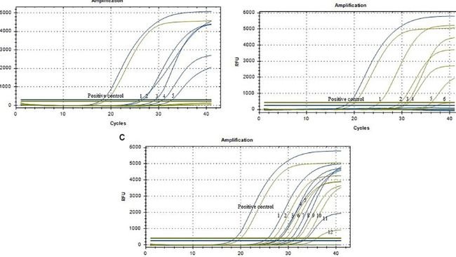 Figura 4. Curve di amplificazione dei campioni clinici (N =  96). (A) Cinque campioni positivi di ceppi di genotipo I del virus della PSA (n. 1–5). (B) Sei campioni positivi di ceppi di genotipo II del virus della PSA (n. 1–6). (C) Sei campioni positivi di ceppi ricombinanti di genotipo I e II del virus della PSA (n. 1–12). Le linee blu rappresentano il gene MGF_110-1L e le linee gialle rappresentano il gene O61R.